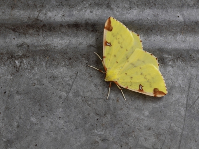 <i class='fa fa-user'></i>&nbsp;Ad Sprang&nbsp;|  Hagedoornvlinder&nbsp; <i class='fa fa-eye'>&nbsp;94</i> &nbsp;<i class='fa fa-thumbs-up'>&nbsp;1</i> &nbsp; <i class='fa fa-comment-o'>&nbsp;6</i>