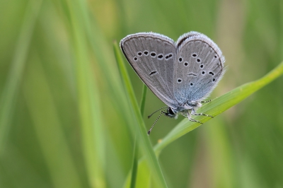 Ontdekte dit kleine blauwtje in het hoge gras, kon er door een opening nog net bij.
Het lijkt heel wat op zo'n foto, in werkelijkheid is het beestje ongeveer zo groot als een 10 eurocent muntje.