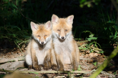 De jonge vosjes speelden gezellig voor hun hol en hadden niet in de gaten dat er iemand erg veel belangstelling voor hen had. Ze gingen gewoon netjes op het zonnige plekje zitten. Een cadeautje.