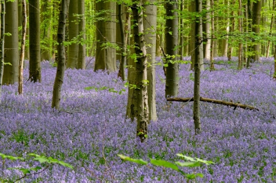 <i class='fa fa-user'></i>&nbsp;vosberg&nbsp;|  Hyacinthoides non-scripta&nbsp; <i class='fa fa-eye'>&nbsp;159</i> &nbsp; <i class='fa fa-comment-o'>&nbsp;0</i>