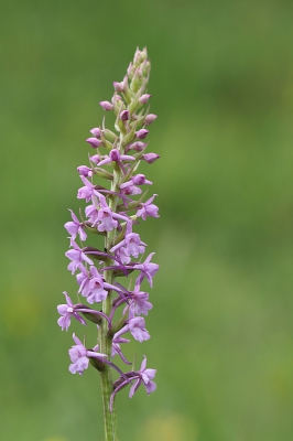 Deze Orchis bloeide in heuvelachtig terrein tussen tientallen anderen, de meeste zaten nog in de knop
Had de camera verticaal op statiefje en maakte de foto met live-view.