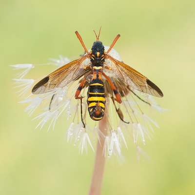 <i class='fa fa-user'></i>&nbsp;Tom&nbsp;|  Ctenophora elegans&nbsp; <i class='fa fa-eye'>&nbsp;129</i> &nbsp;<i class='fa fa-thumbs-up'>&nbsp;4</i> &nbsp; <i class='fa fa-comment-o'>&nbsp;9</i>