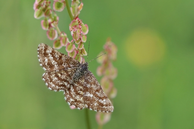 Zag op deze warme dag meer van deze spannertjes fladderen, meestal verdwenen ze meteen ergens onder.
Bij dit vrouwtje had ik geluk, ze ging mooi aan zuring hangen.
Mannetjes en vrouwtjes van deze soort zijn nog al verschillend.