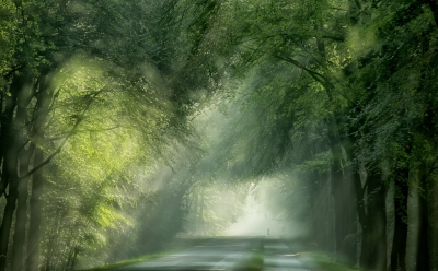 Van huis gegaan zonder mist. Bij mijn fotoplek aangekomen was het aardig mistig geworden. Terwijl ik weer naar huis ging kwam de zon er iets bij.