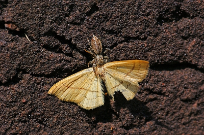 <i class='fa fa-user'></i>&nbsp;David Ruijs&nbsp;|  Schorsmarpissa&nbsp; <i class='fa fa-eye'>&nbsp;80</i> &nbsp; <i class='fa fa-comment-o'>&nbsp;1</i>