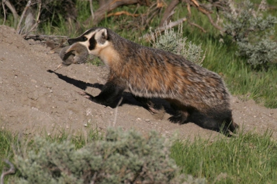 Net zoals bij de Nederlandse das moet je bij de Amerikaanse badger veel geduld hebben en wachten bij een burcht. Maar het voordeel is wel dat de badger ook overdag naar buiten komt. Deze moeder ging op jacht en kwam terug met een 'Ground Squirrel' in haar bek. Ze rende razendsnel en we zijn blij dat we dit toch nog hebben kunnen vastleggen.
Gegevens: Canon 10D, 400 mm objectief.