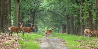 Een paar dagen vlakbij huis gekampeerd op de Hoge Veluwe. Nog steeds zijn er paden waar ik nog nooit gewandeld heb. Zo ook hier. Plots zag ik vanaf links een edelhert oversteken. Ietsje dichterbij gegaan en op de knietjes gewacht of er nog meer zouden volgen. Dat was gelukkig het geval. De herten vonden het wel vreemd denk ik: zo'n vrouw op de knietjes voor hen. Wat verbaasde blikken. Het was een hele groep die voorbij trok.