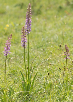 <i class='fa fa-user'></i>&nbsp;Henk van den Born&nbsp;|  Grote Muggenorchis&nbsp; <i class='fa fa-eye'>&nbsp;78</i> &nbsp; <i class='fa fa-comment-o'>&nbsp;1</i>