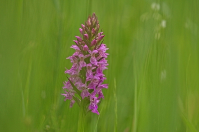 <i class='fa fa-user'></i>&nbsp;Cor&nbsp;|  Brede Orchis&nbsp; <i class='fa fa-eye'>&nbsp;87</i> &nbsp;<i class='fa fa-thumbs-up'>&nbsp;1</i> &nbsp; <i class='fa fa-comment-o'>&nbsp;1</i>