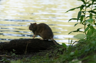 <i class='fa fa-user'></i>&nbsp;Schollevaer&nbsp;|  Bruine Rat&nbsp; <i class='fa fa-eye'>&nbsp;144</i> &nbsp; <i class='fa fa-comment-o'>&nbsp;1</i>