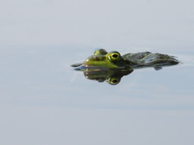 <i class='fa fa-user'></i>&nbsp;Truus Aletta Maan&nbsp;|  Groene Kikker sp.&nbsp; <i class='fa fa-eye'>&nbsp;111</i> &nbsp;<i class='fa fa-thumbs-up'>&nbsp;1</i> &nbsp; <i class='fa fa-comment-o'>&nbsp;1</i>