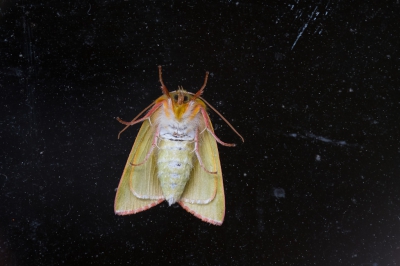 <i class='fa fa-user'></i>&nbsp;Gert-Jan Cromwijk&nbsp;|  Zilveren Groenuil&nbsp; <i class='fa fa-eye'>&nbsp;69</i> &nbsp; <i class='fa fa-comment-o'>&nbsp;1</i>