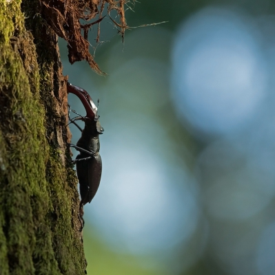 Geweldig om het vliegend hert ook echt vliegend te zien. Boven in de boom was er een gevecht. Een mannetje viel uit de boom. Op het laatste stuk gingen de vleugels uit.
Daarna klom die weer vanaf de onderkant omhoog. Op een gegeven moment ging hij vliegend verder naar boven.
Even maar de gelegenheid om hem van dichtbij te zien en te fotograferen.