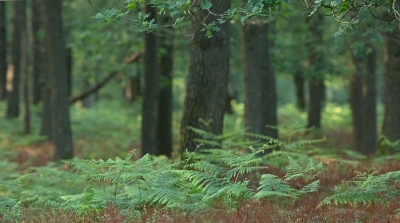 Na een warme dag is het goed toeven in de schaduwrijke bossen. Het is dan heerlijk wandelen.