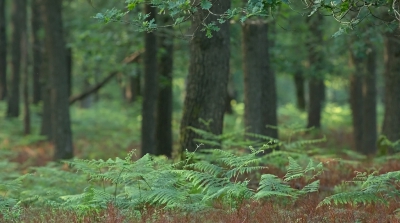 Na een warme dag is het goed toeven in de schaduwrijke bossen. Het is dan heerlijk wandelen.