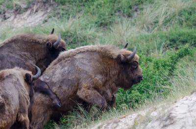 <i class='fa fa-user'></i>&nbsp;Eef Kieft&nbsp;|  Wisent&nbsp; <i class='fa fa-eye'>&nbsp;146</i> &nbsp; <i class='fa fa-comment-o'>&nbsp;0</i>