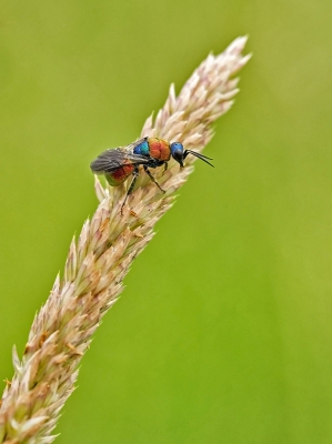 In eigen tuin zie ik dit wespje (piepklein) geregeld bij het insectenhotel. Zodra die het fototoestel ziet is die gevlogen. Op de Hoge Veluwe had ik meer succes.