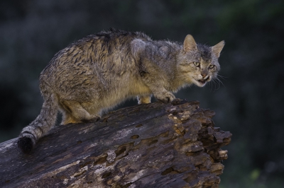 <i class='fa fa-user'></i>&nbsp;Andius&nbsp;|  Wilde Kat&nbsp; <i class='fa fa-eye'>&nbsp;295</i> &nbsp;<i class='fa fa-thumbs-up'>&nbsp;2</i> &nbsp; <i class='fa fa-comment-o'>&nbsp;9</i>