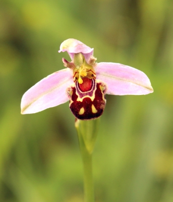 <i class='fa fa-user'></i>&nbsp;rixte&nbsp;|  Bijenorchis&nbsp; <i class='fa fa-eye'>&nbsp;96</i> &nbsp; <i class='fa fa-comment-o'>&nbsp;1</i>
