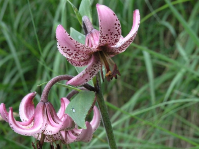 De bloem bevond zich op een hoogte van ongeveer 2000m.