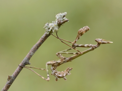 <i class='fa fa-user'></i>&nbsp;Mignon-Creative&nbsp;|  Empusa pennata&nbsp; <i class='fa fa-eye'>&nbsp;250</i> &nbsp;<i class='fa fa-thumbs-up'>&nbsp;20</i> &nbsp; <i class='fa fa-comment-o'>&nbsp;20</i>