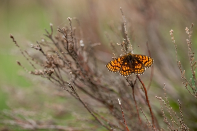 Na de vlindertjes een tijdje geobserveerd te hebben vloog er eentje weg. En ging op de heide wat lager uit de wind zitten. De vleugels werden uitgespreid en ik kon vervolgens deze opname maken. Blij met dit mooie soort.