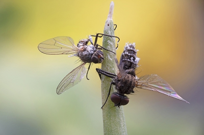 <i class='fa fa-user'></i>&nbsp;danny.declercq&nbsp;|  Entomophthora muscae&nbsp; <i class='fa fa-eye'>&nbsp;221</i> &nbsp;<i class='fa fa-thumbs-up'>&nbsp;13</i> &nbsp; <i class='fa fa-comment-o'>&nbsp;8</i>