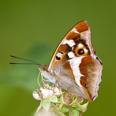 <i class='fa fa-user'></i>&nbsp;Tom&nbsp;|  Grote Weerschijnvlinder&nbsp; <i class='fa fa-eye'>&nbsp;132</i> &nbsp;<i class='fa fa-thumbs-up'>&nbsp;5</i> &nbsp; <i class='fa fa-comment-o'>&nbsp;6</i>
