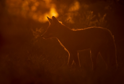 Wellicht nog meer dan bij andere disciplines van natuurfotografie ben je ben wildfotografie afhankelijk van de omstandigheden. En vrijwel altijd blijft er iets te wensen over: het licht is niet goed, de voor- of achtergrond niet mooi, het dier te ver weg of te dichtbij, houding van het dier niet goed of het kijkt niet mooi.... Maar soms valt alles wl op zijn plek. Zoals wanneer je een vos voor de lens krijgt in het tegenlicht van de late avondzon :-))