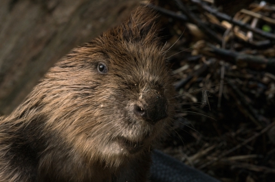 <i class='fa fa-user'></i>&nbsp;Schollevaer&nbsp;|  Bever&nbsp; <i class='fa fa-eye'>&nbsp;157</i> &nbsp;<i class='fa fa-thumbs-up'>&nbsp;7</i> &nbsp; <i class='fa fa-comment-o'>&nbsp;8</i>