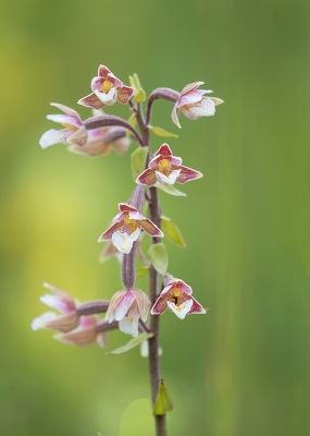 <i class='fa fa-user'></i>&nbsp;celly cell&nbsp;|  Moeraswespenorchis&nbsp; <i class='fa fa-eye'>&nbsp;89</i> &nbsp;<i class='fa fa-thumbs-up'>&nbsp;1</i> &nbsp; <i class='fa fa-comment-o'>&nbsp;2</i>
