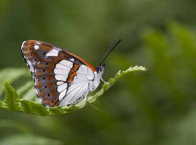 <i class='fa fa-user'></i>&nbsp;Mignon-Creative&nbsp;|  Blauwe IJsvogelvlinder&nbsp; <i class='fa fa-eye'>&nbsp;142</i> &nbsp;<i class='fa fa-thumbs-up'>&nbsp;14</i> &nbsp; <i class='fa fa-comment-o'>&nbsp;11</i>