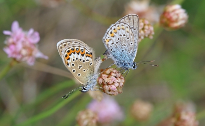 Deze twee blauwtjes zaten tussen Engels gras dat op een vrij kale vlakte groeide.
Vond het leuk om dit koppeltje te zien, mannetje en vrouwtje lijken niet veel op elkaar bij deze soort.
Gebruikte een statiefje, maar weet niet meer hoe.