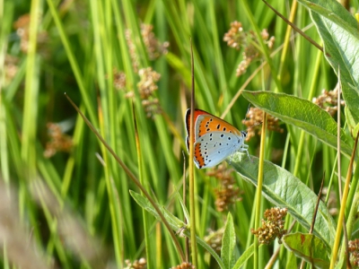 27-06-2018,om ca. 17.00 uur,zon in de rug,afstand ca. 2 meter.