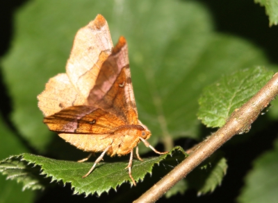 <i class='fa fa-user'></i>&nbsp;Meindert&nbsp;|  Halvemaanvlinder&nbsp; <i class='fa fa-eye'>&nbsp;57</i> &nbsp; <i class='fa fa-comment-o'>&nbsp;0</i>