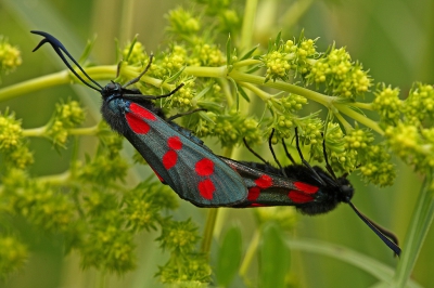 <i class='fa fa-user'></i>&nbsp;Cor&nbsp;|  Sint-jansvlinder&nbsp; <i class='fa fa-eye'>&nbsp;62</i> &nbsp;<i class='fa fa-thumbs-up'>&nbsp;7</i> &nbsp; <i class='fa fa-comment-o'>&nbsp;7</i>