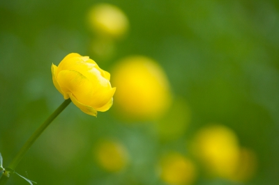 <i class='fa fa-user'></i>&nbsp;susan meijnders&nbsp;|  Europese trollius&nbsp; <i class='fa fa-eye'>&nbsp;43</i> &nbsp; <i class='fa fa-comment-o'>&nbsp;6</i>