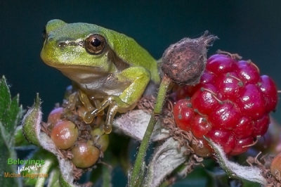 Foto gemaakt in biotoop boomkikkers op priveterrein, zonnige dag om 11.00 uur, tijdstip dat de kikkers steeds hoger in de bramenstruik klimmen, 150 mm macrolens en ingeflitst