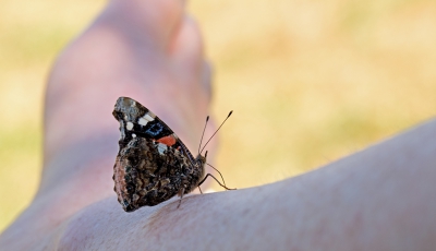 Terwijl ik heerlijk aan het lezen was op de camping voelde ik wat gekriebel op mijn been. Een vlindertje vond mijn been zo lekker. Genoeg zouten na de eerdere inspanningen.