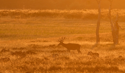 De zon kwam steeds lager. De herten kwamen pas laat in beweging, het was warm geweest. In de avond trekken ze vaak het veld over. In dit geval liep er een moeflon met een edelhert mee. Bijna pal tegen de zon in gefotografeerd.