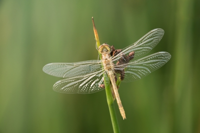 Deze foto heb ik gemaakt met mijn "nieuwe " combinatie van een 300mm lens met  alle tussenringen die ik heb. Dit geeft mij de mogelijkheid om op een afstand van +/- 1,5 meter van het onderwerp te blijven. Dat was in dit geval niet nodig want deze libel was uit zijn onderwaterbehuizing gekropen. Het gaf mij wel de gelegenheid om deze foto te maken.