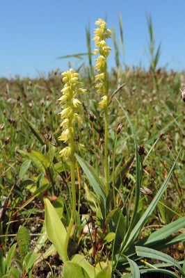 <i class='fa fa-user'></i>&nbsp;A. Soeting&nbsp;|  Honingorchis&nbsp; <i class='fa fa-eye'>&nbsp;74</i> &nbsp; <i class='fa fa-comment-o'>&nbsp;2</i>