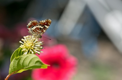 Het boekje Tuinieren voor vlinders (Vlinderstichting) geeft je heel veel tips om vlinders te trekken in eigen tuintje. Voor het eerst het landkaartje (tweede generatie) mogen begroeten. Op deze bolletjes komen ook veel bijen af.