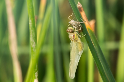 Deze foto heb ik gemaakt met mijn "nieuwe " combinatie van een 300mm lens met alle tussenringen die ik heb. Dit geeft mij de mogelijkheid om op een afstand van +/- 1,5 meter van het onderwerp te blijven. Dat was in dit geval niet nodig want deze libel was uit zijn onderwaterbehuizing gekropen. Het gaf mij wel de gelegenheid om deze foto te maken.