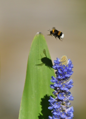 <i class='fa fa-user'></i>&nbsp;Ruud Scherpenisse&nbsp;|  Hommel sp.&nbsp; <i class='fa fa-eye'>&nbsp;65</i> &nbsp;<i class='fa fa-thumbs-up'>&nbsp;2</i> &nbsp; <i class='fa fa-comment-o'>&nbsp;2</i>