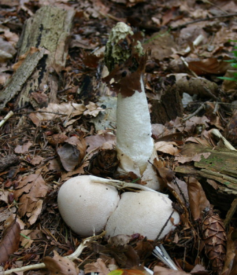 Voorwaar. een "Phallus impudicus"