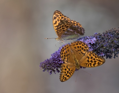 Dit fraaie duo Keizersmantels kon ik vastleggen op de vlinderstruik.

Net zoals hier in Nederland, was vrijwel alles droog en verdord. Dan is het zoeken naar iets wat nog enigzins in bloei is.

DC-G9 + 100-400, uit de hand genomen.