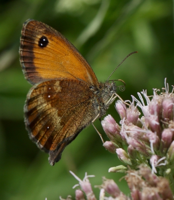 <i class='fa fa-user'></i>&nbsp;Ren�e de Kleijn&nbsp;|  Oranje Zandoogje&nbsp; <i class='fa fa-eye'>&nbsp;42</i> &nbsp; <i class='fa fa-comment-o'>&nbsp;0</i>