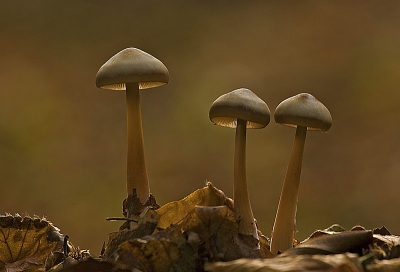 herfst kleuren ik probeer ze altijd mee te nemen bij een passend onderwerp