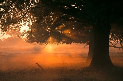 <i class='fa fa-user'></i>&nbsp;nelappelmelk&nbsp;|  Morgenrood&nbsp; <i class='fa fa-eye'>&nbsp;113</i> &nbsp;<i class='fa fa-thumbs-up'>&nbsp;5</i> &nbsp; <i class='fa fa-comment-o'>&nbsp;6</i>
